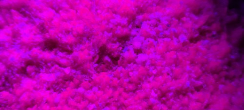 441g grüne rot blau - ☆441g, uv