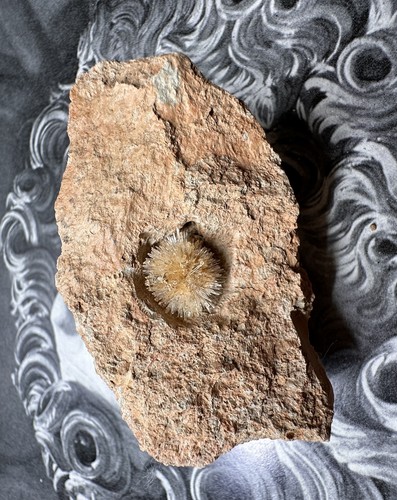 Accicularer reaktiver - accicularer,